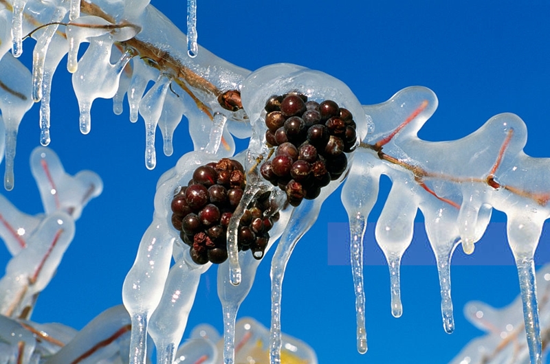 ¿Qué es el “vino de hielo” y por qué es tan codiciado?