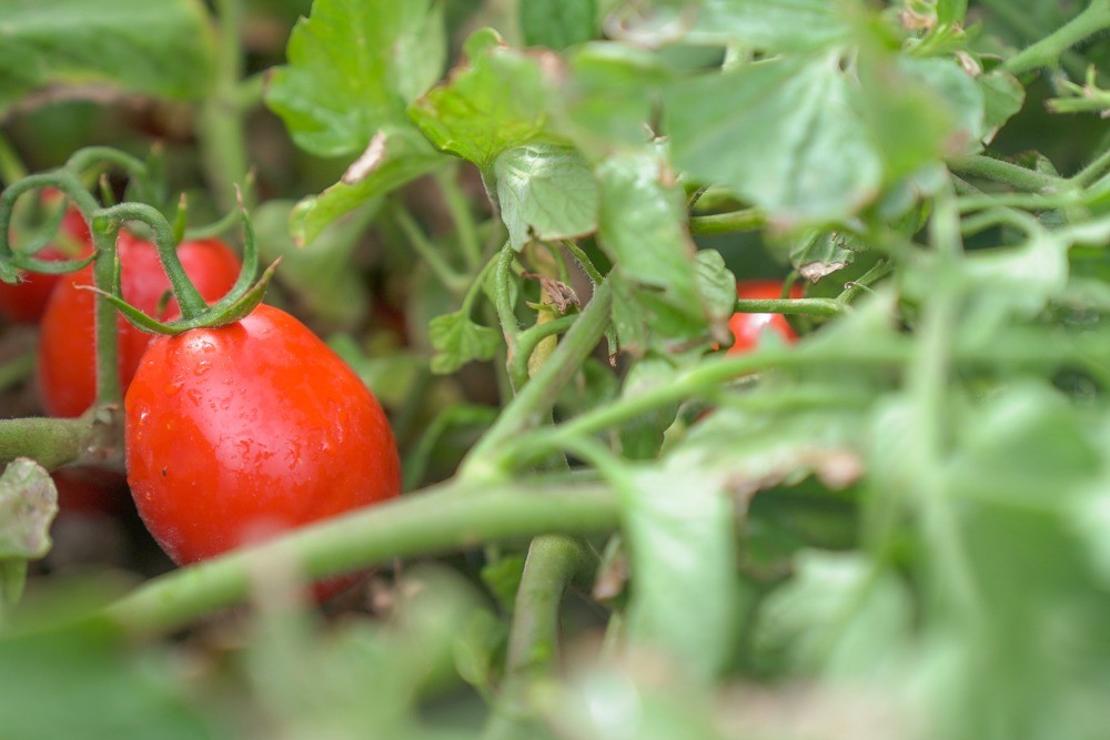 Por primera vez en 70 años: Argentina importa tomates de Paraguay