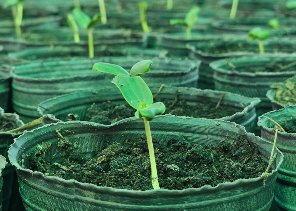 Comienza la etapa de mayor producción en el Vivero de Especies Nativas