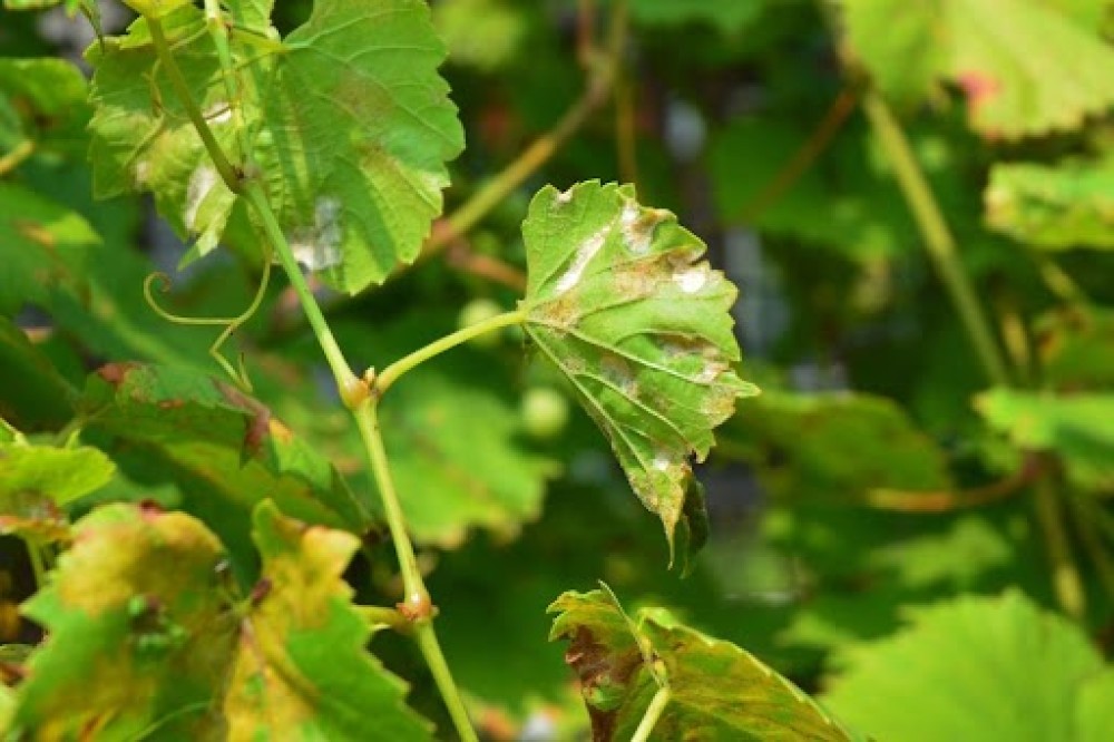 Agricultura emite un protocolo de acción contra la peronospora