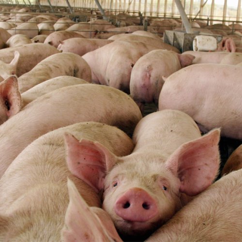 Importaciones: productores de cerdo al Gobierno, «Pueden quedar en la calle 35 mil trabajadores»