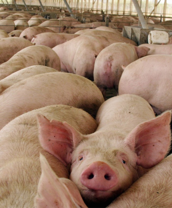 Importaciones: productores de cerdo al Gobierno, «Pueden quedar en la calle 35 mil trabajadores»