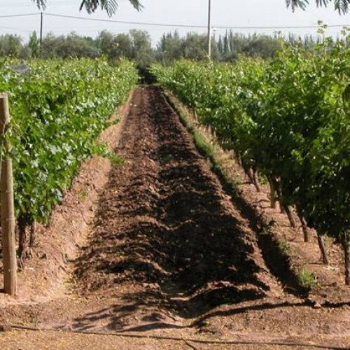 Solicitada CIA SAN JUAN: ante los trascendidos en los medios de difusión locales, señalando la posibilidad de reemplazar el actual Vicepresidente del INV, Ing. Agr. Hugo Carmona