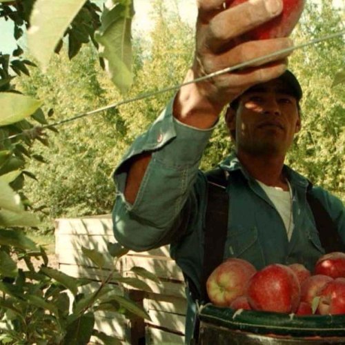 Para el gobierno, los productores de peras y manzanas producen fruta que no pide el mercado
