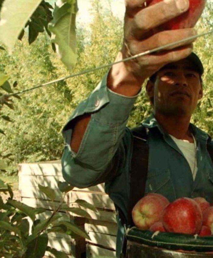 Para el gobierno, los productores de peras y manzanas producen fruta que no pide el mercado