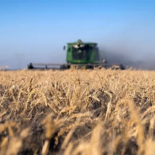 El Gobierno retrotrae el precio del trigo hasta febrero