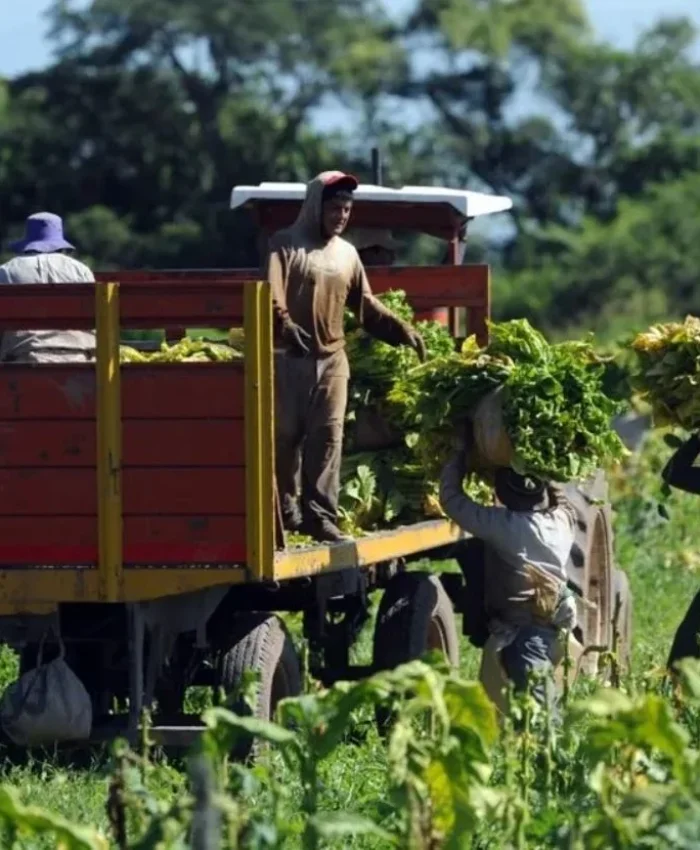 Minutos antes de la esclavitud: Javier Milei y la SRA buscan derogar la ley del peón rural