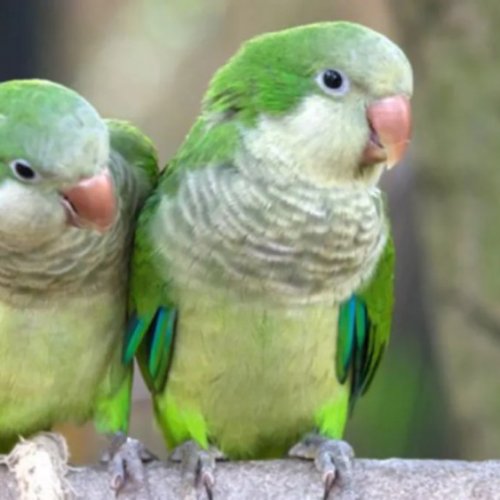 Recomendaciones para prevenir la enfermedad transmitida por aves