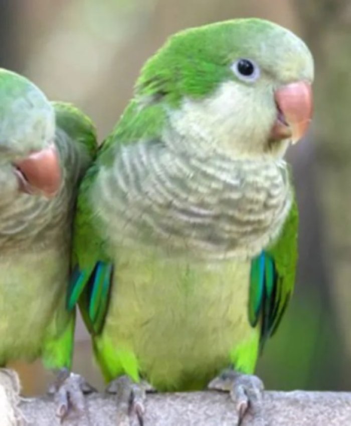 Recomendaciones para prevenir la enfermedad transmitida por aves