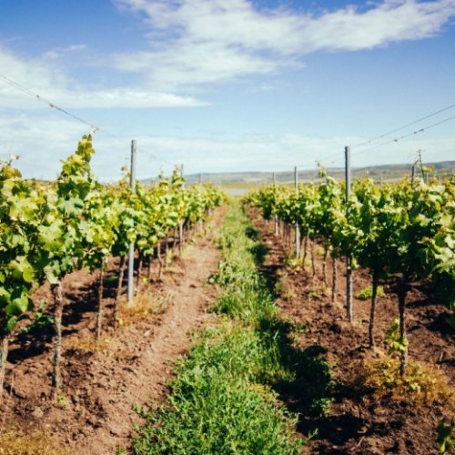 Créditos vitícolas: el paso a paso para inscribirte