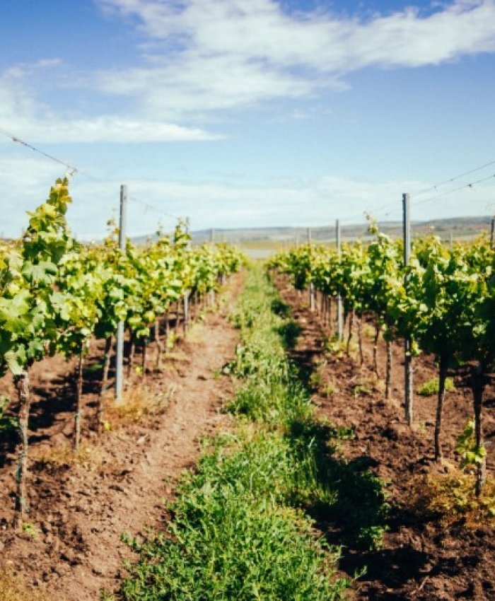 Créditos vitícolas: el paso a paso para inscribirte