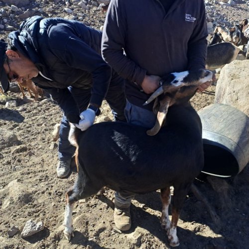 Se realizó el operativo binacional para el aprovechamiento sustentable de recursos de montaña