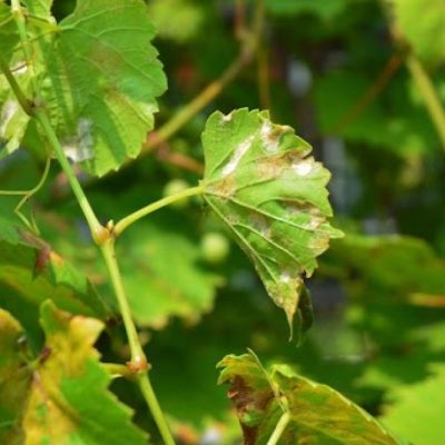 Agricultura emite un protocolo de acción contra la peronospora