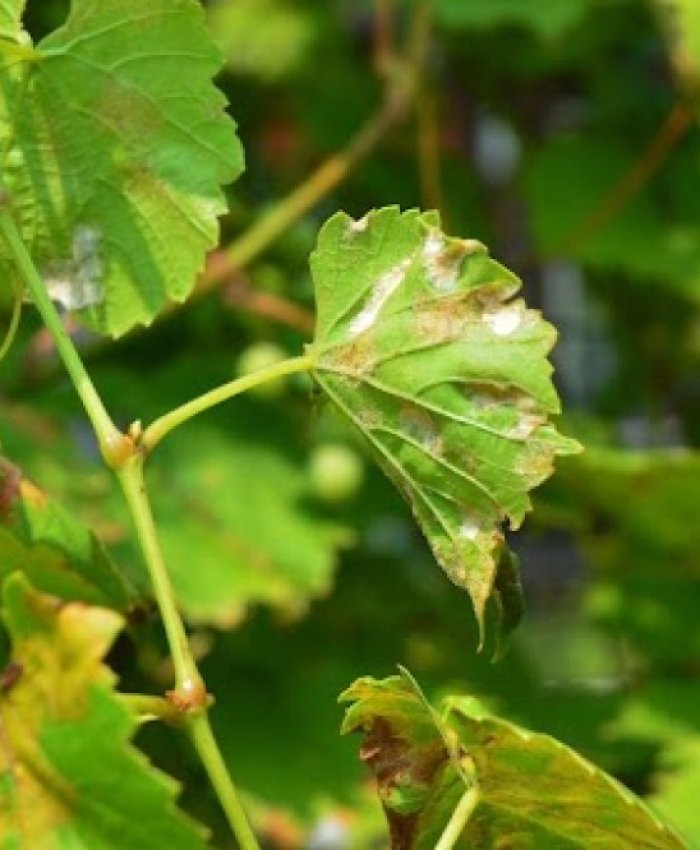Agricultura emite un protocolo de acción contra la peronospora