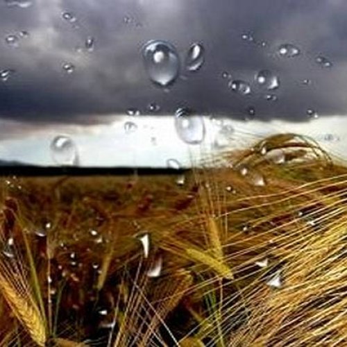 Llueve veneno: detectan agrotóxicos en precipitaciones de ciudades de Entre Ríos
