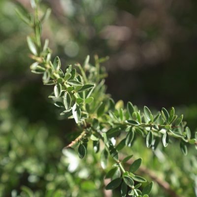Continúa abierta la convocatoria para participar del Concurso Fotográfico de Bosque Nativo
