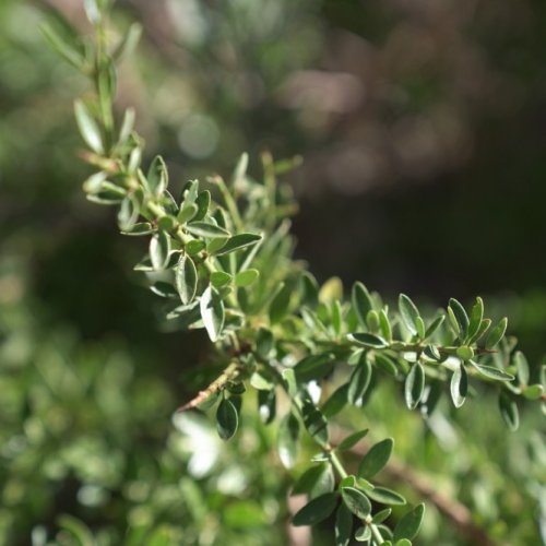 Continúa abierta la convocatoria para participar del Concurso Fotográfico de Bosque Nativo