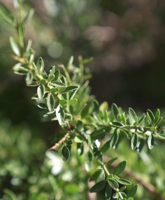 Continúa abierta la convocatoria para participar del Concurso Fotográfico de Bosque Nativo