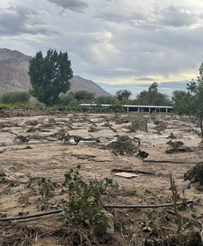 Relevan daños climáticos en uva, olivo y frutales en Zonda