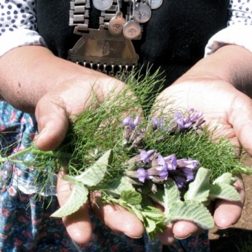 El Senasa y comunidades mapuches buscan un protocolo para el paso fronterizo de medicinas ancestrales