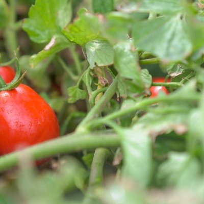 Por primera vez en 70 años: Argentina importa tomates de Paraguay