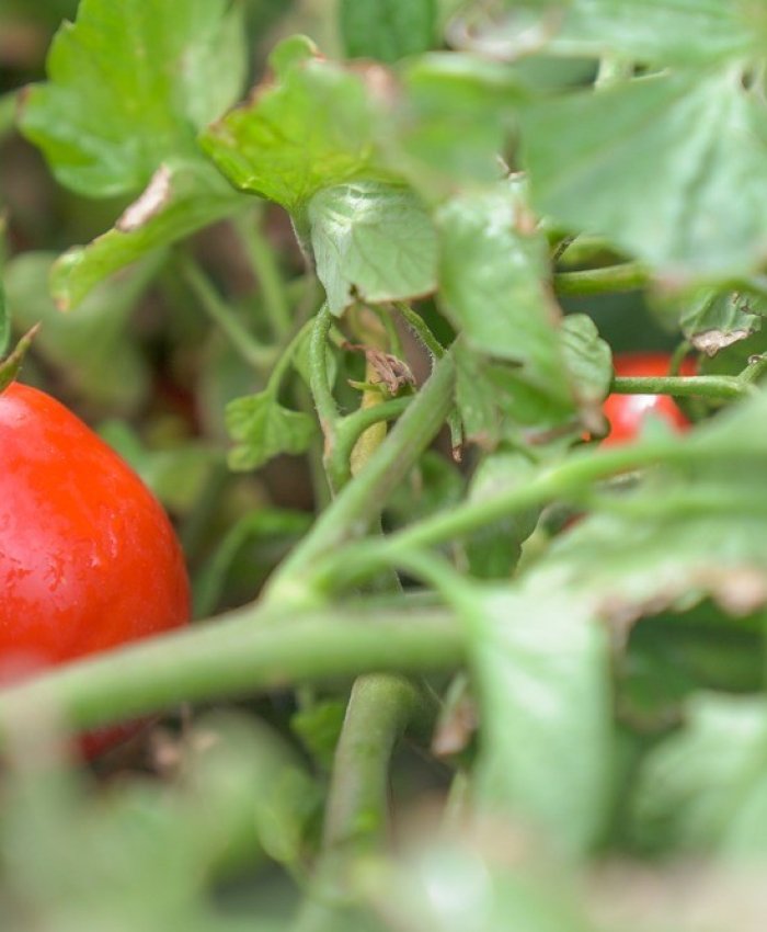 Por primera vez en 70 años: Argentina importa tomates de Paraguay