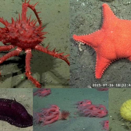 Una expedición científica del Conicet al cañón submarino Mar del Plata causa furor en las redes sociales