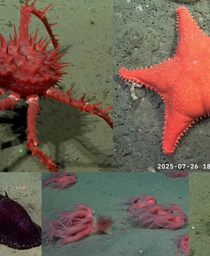 Una expedición científica del Conicet al cañón submarino Mar del Plata causa furor en las redes sociales