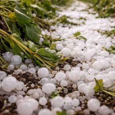 El Gobierno activa el protocolo de ayuda para productores víctimas de granizo