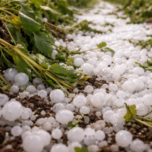 El Gobierno activa el protocolo de ayuda para productores víctimas de granizo