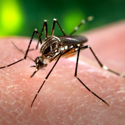 ¿Cómo nos cuidamos del dengue?