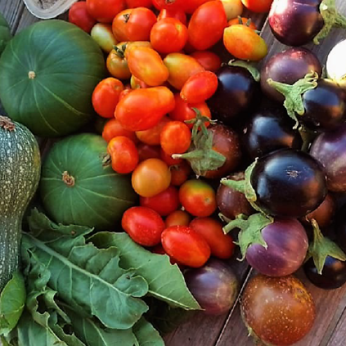 Feria e intercambio de semillas y plantines