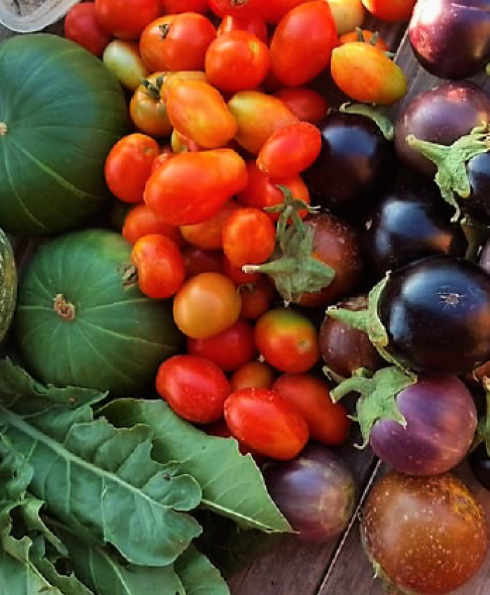 Feria e intercambio de semillas y plantines