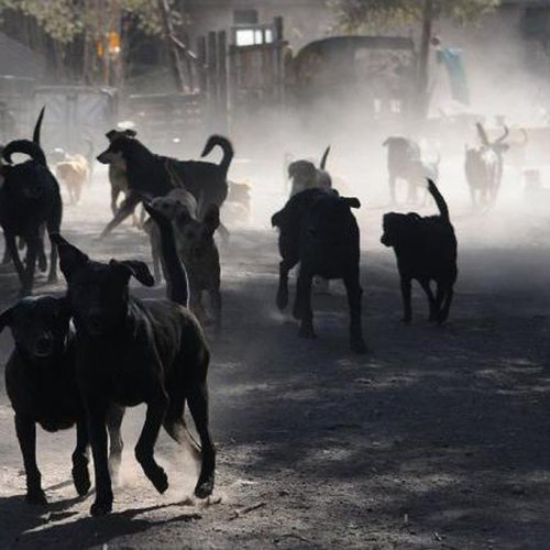 SAN JUAN: jauría mató a empleado de Anchipurac