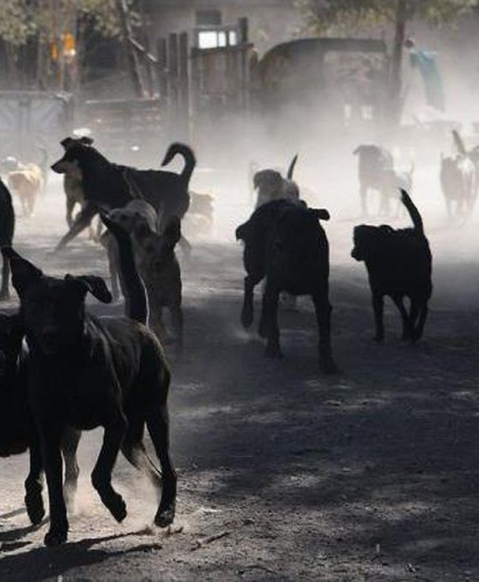 SAN JUAN: jauría mató a empleado de Anchipurac