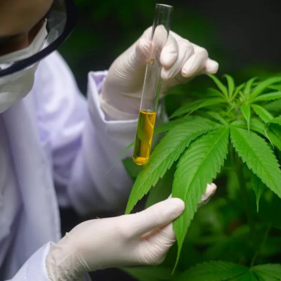 El Gobierno reglamentó la Ley de Cannabis: ¿Qué significa esto?
