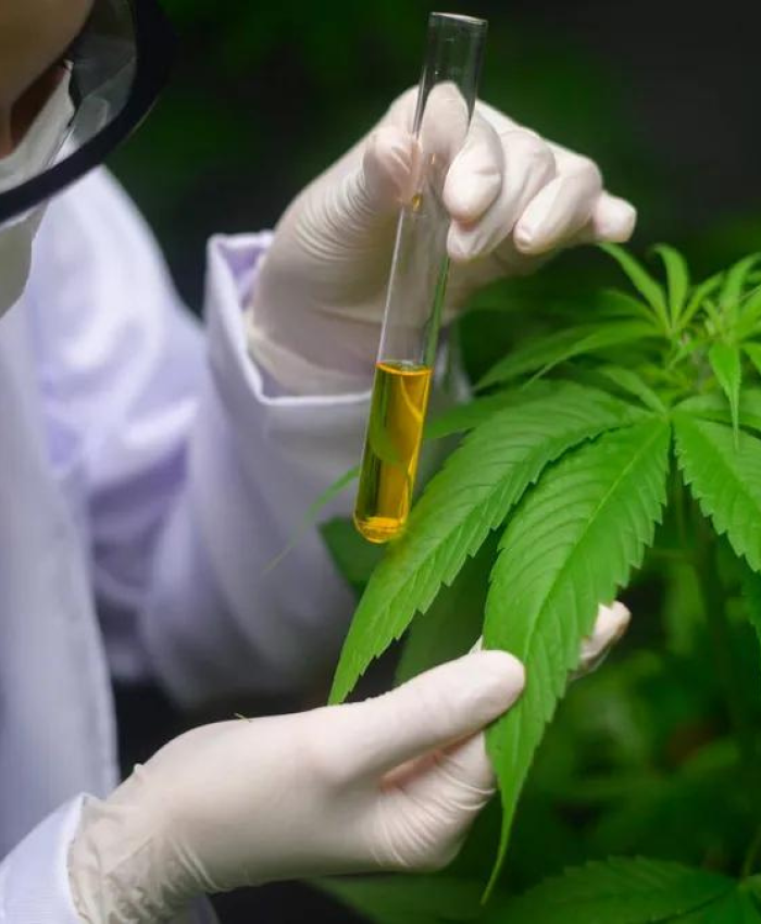 El Gobierno reglamentó la Ley de Cannabis: ¿Qué significa esto?