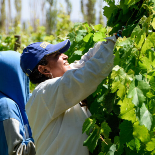 Hugo Carmona: «El programa PROVIAR II apunta al traspaso generacional»