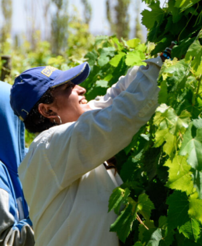 Hugo Carmona: «El programa PROVIAR II apunta al traspaso generacional»