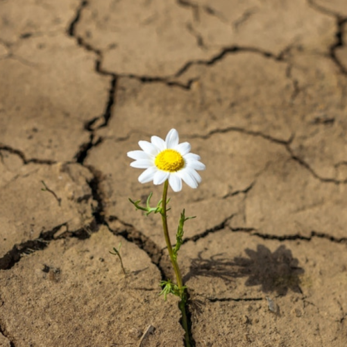 Crisis, resiliencia y salud mental