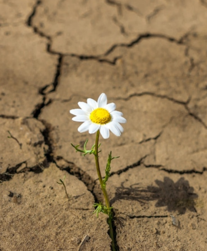 Crisis, resiliencia y salud mental