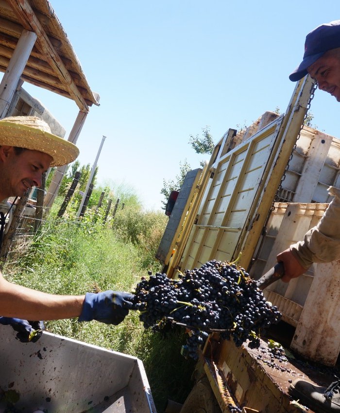 «Hacer vino es como hacer pan»