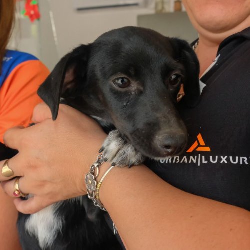 Punto Verde y cuidado de mascotas en dos importantes Parques de Chimbas