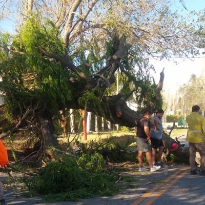 Chimbas intervino ante la caída de ramas, árboles y cables por los fuertes vientos