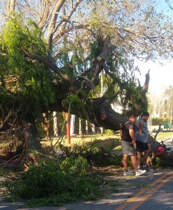 Chimbas intervino ante la caída de ramas, árboles y cables por los fuertes vientos