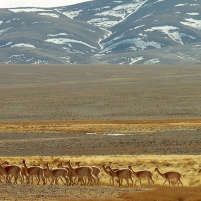 El gobernador Orrego envió a la Legislatura un proyecto para reconocer a los animales como seres sintientes