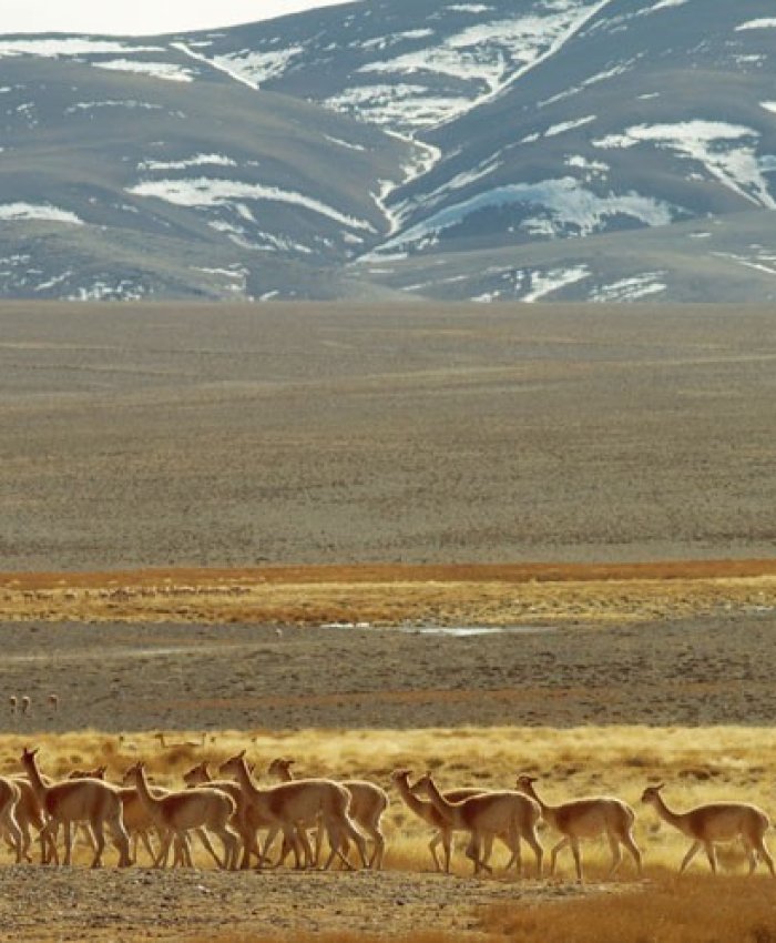 El gobernador Orrego envió a la Legislatura un proyecto para reconocer a los animales como seres sintientes