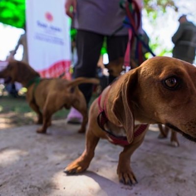 Caucete recibirá un operativo especial de tenencia responsable para mascotas