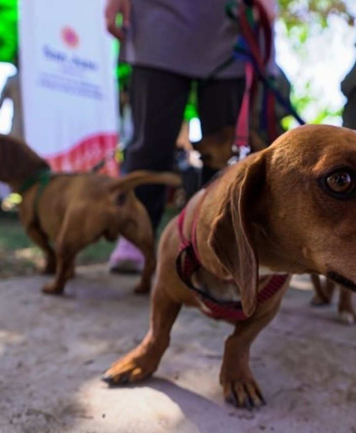 Caucete recibirá un operativo especial de tenencia responsable para mascotas