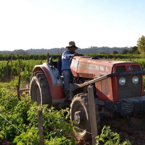 INDEC dió a conocer el informe trimestral de la industria agrícola